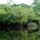 Selva Amaz�nica