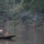 Delta de Sundarbans