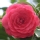 Camelia
