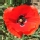 Amapola