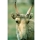 Saiga tatarica