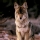 Coyote