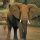 Elefante