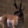 Ant�lope