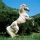 Caballo
