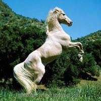 Caballo