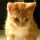 Gato