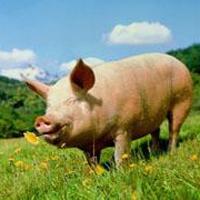 Pig