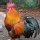 Pollo