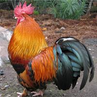 Pollo