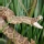 Serpiente