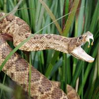 Serpiente