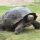 Tortuga