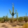 Desierto de Chihuahua