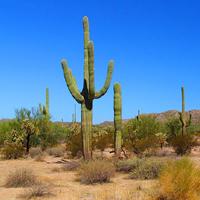 Desierto de Chihuahua