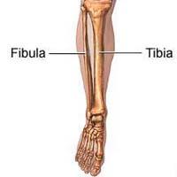Hueso Tibia