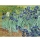 Irises