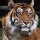Tigre