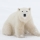 Oso polar