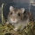 H�mster