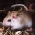 Gerbo
