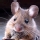 Rat�n