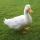 Pato