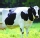 Vaca
