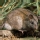 Rata