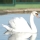 Cisne
