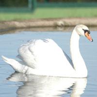 Cisne