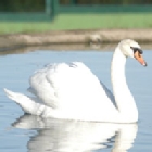 Cisne
