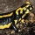 Salamandra