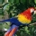 Loro