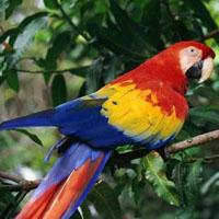 Parrot