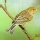 Canario (p�jaro)