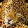 Leopardo