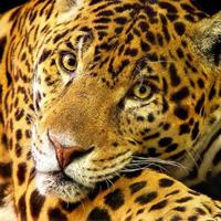 Leopardo