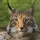 Lince