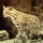 Ocelote