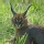 Caracal