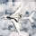 An-225 Cossack