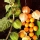 Cape gooseberry