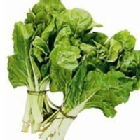 Acelga