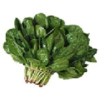 Espinaca