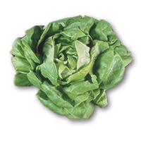 Lechuga