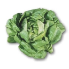 Lechuga
