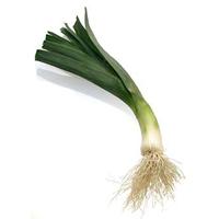Puerro