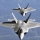 F-22 Raptor