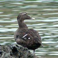 Eider común